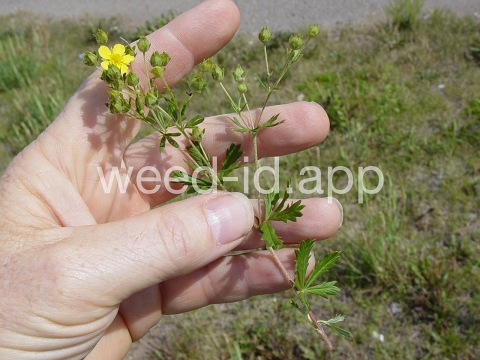 cinquefoil, silvery